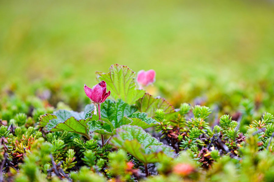 Moltebeere polnische Suomuurain Natur