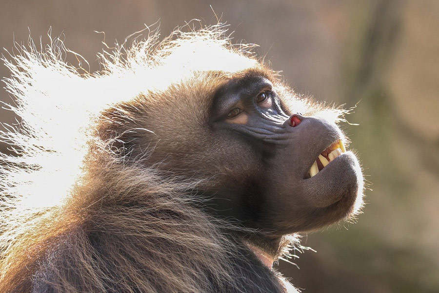 Visage de singe capturé
