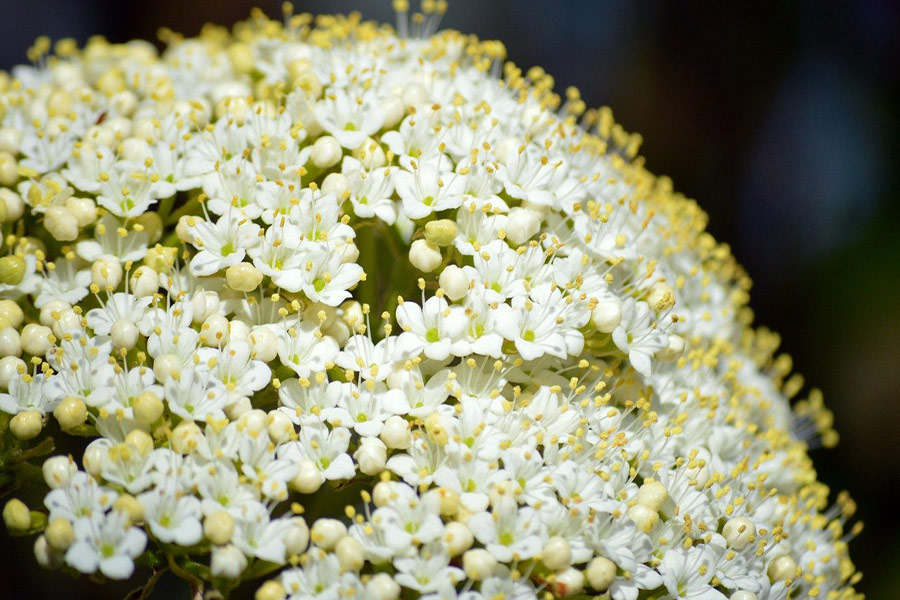 Boccioli di fiori di sambuco sambucucco