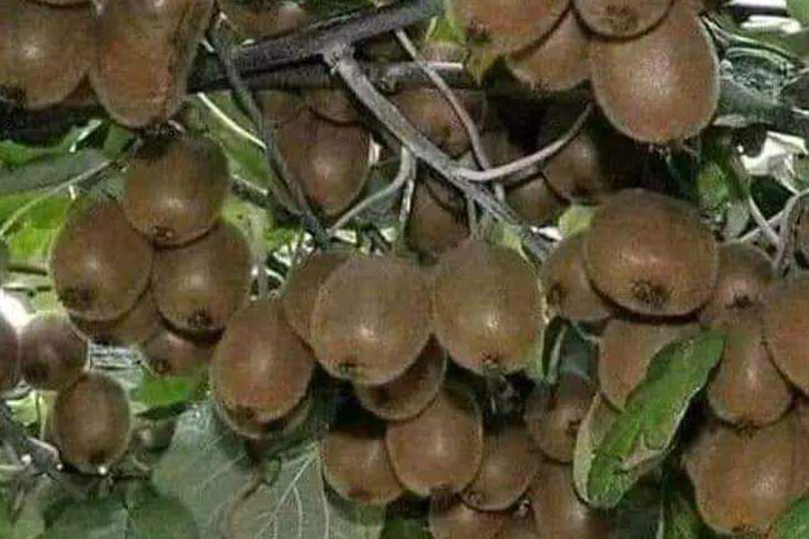 Kiwi rari