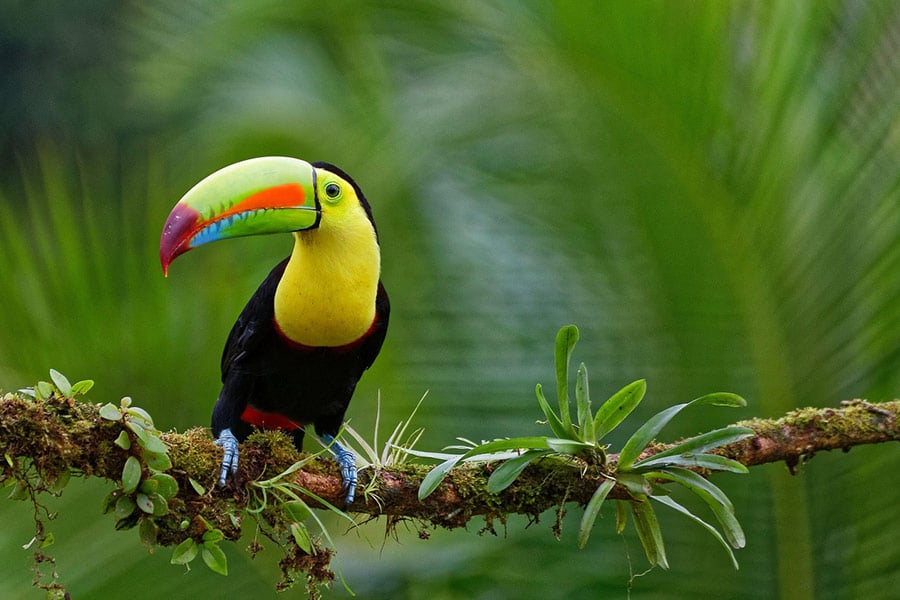 Pájaro tucán de ornitología tropical