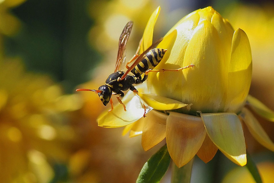 Insetto vespa di campo vicino al fiore giallo
