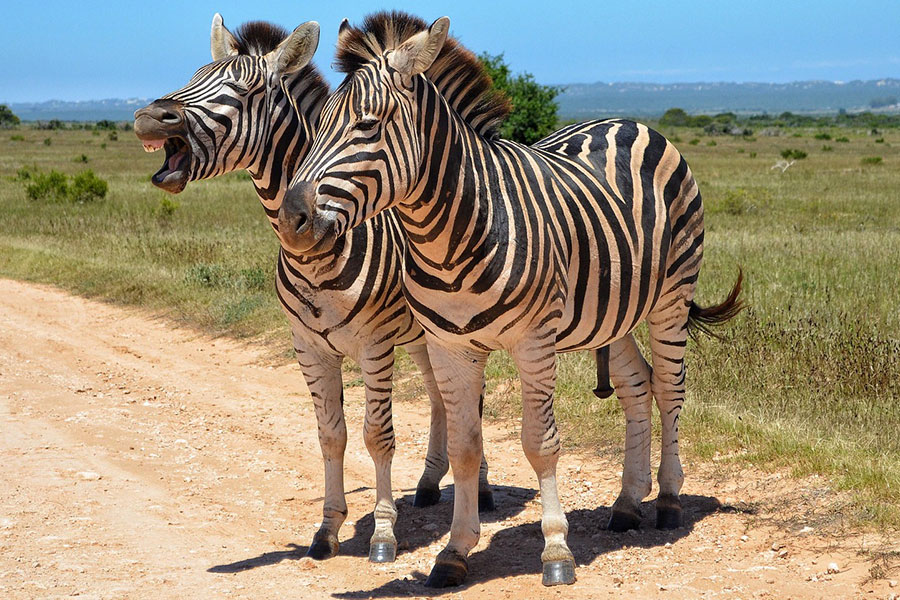 Deux zèbres de safari