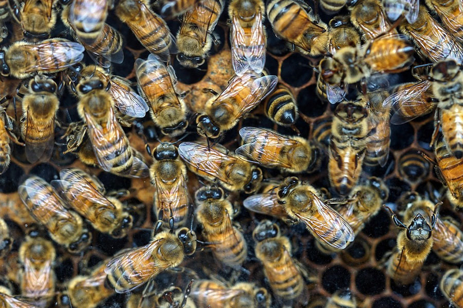 Gruppo di api all'interno dell'alveare