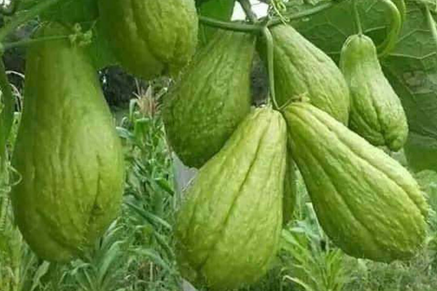 Verdure chayote della famiglia delle zucche