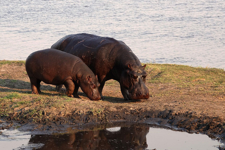 Mère bébé hippopotame en safari