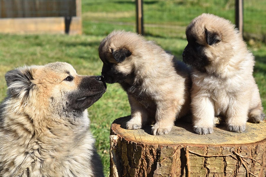 Puppy's met mama