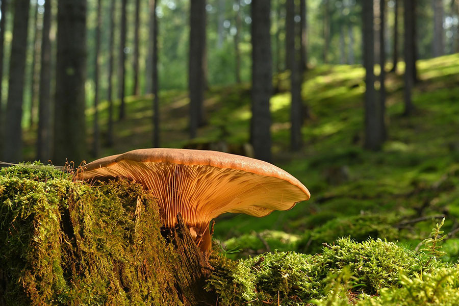 Großer Pilz wachsender Baumstumpf