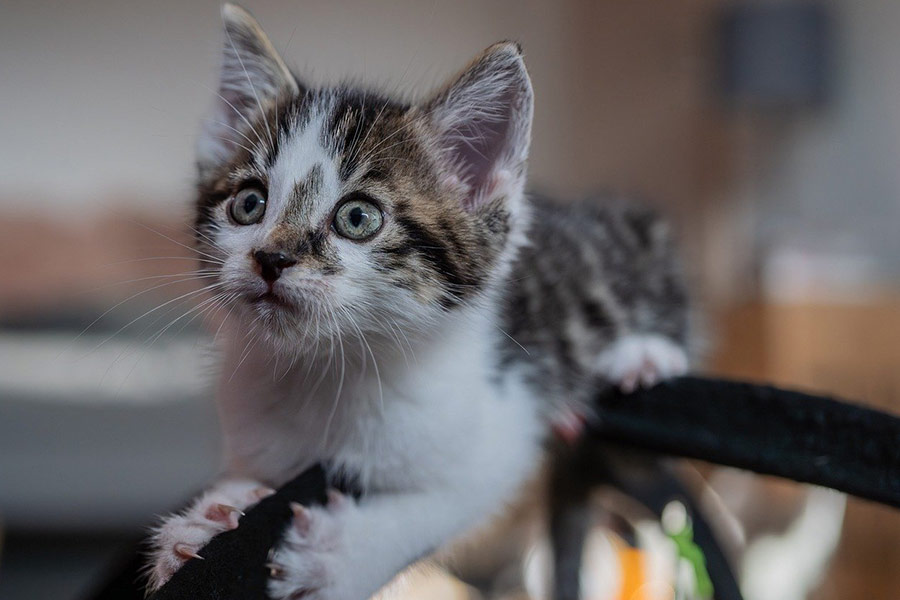 Kitten huisdier kat