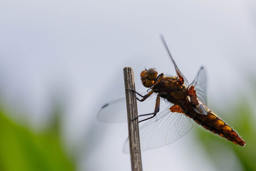 Libellula inseguitrice dal corpo largo