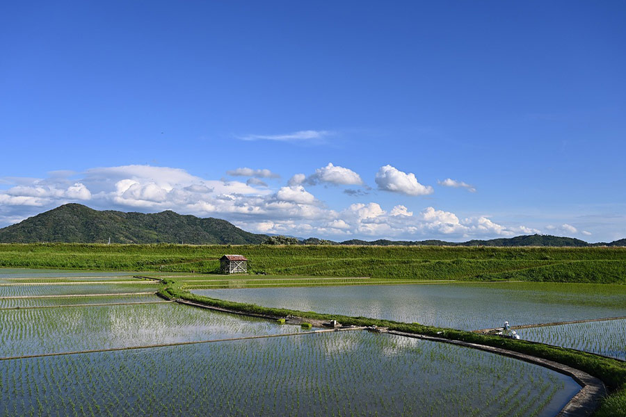 Risaia di Yamada, Giappone