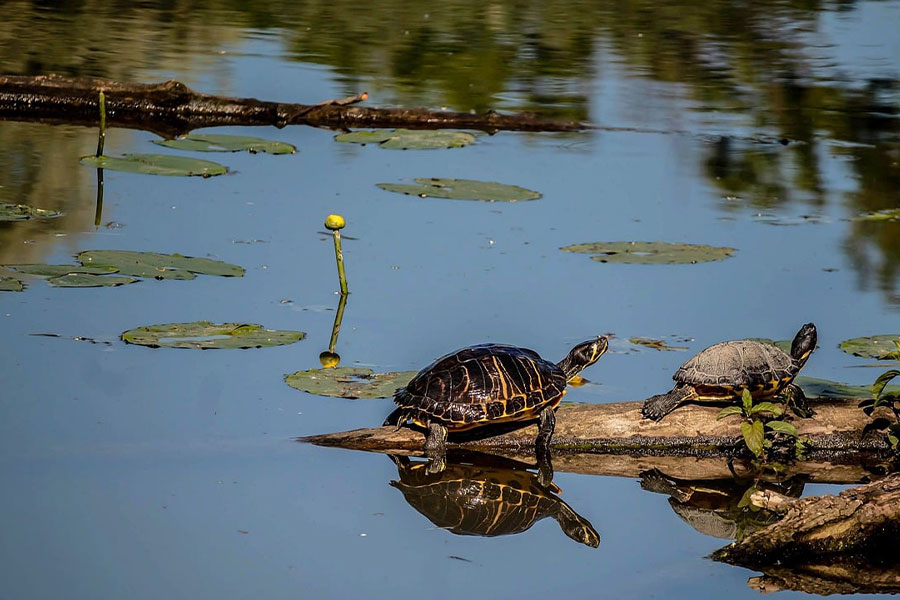 Geschilderde schildpad, inheems in Noord-Amerika