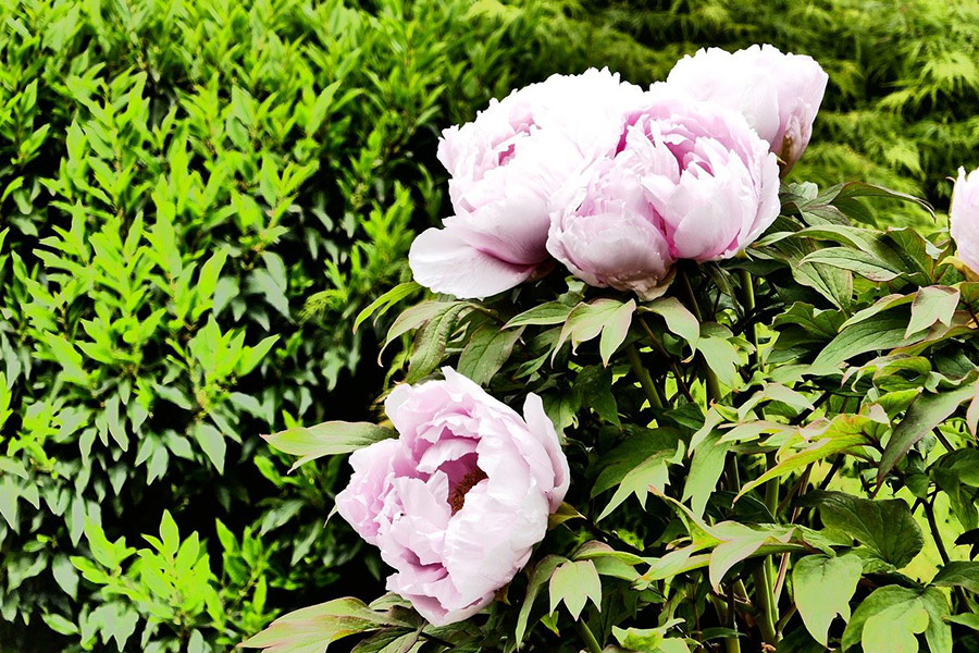 Peonías rosas flores