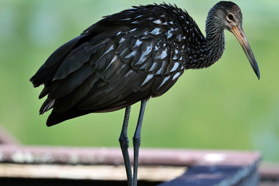 Vogel, der Limpkin ist
