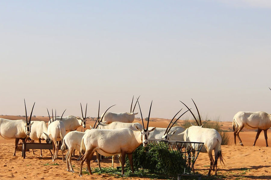 L'oryx d'Arabie