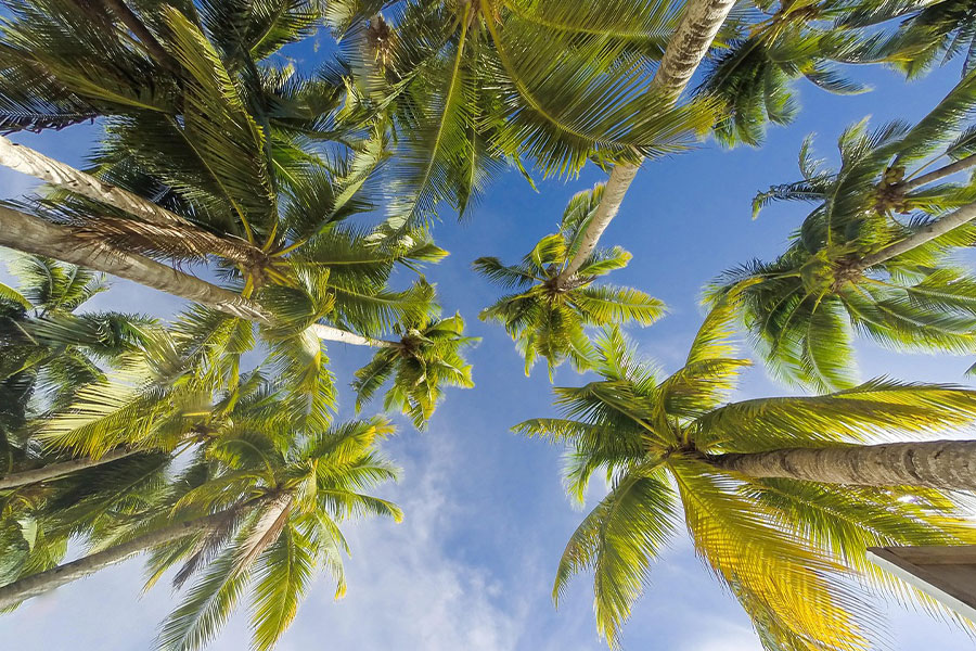 Sommer mit blauen Himmelsbäumen