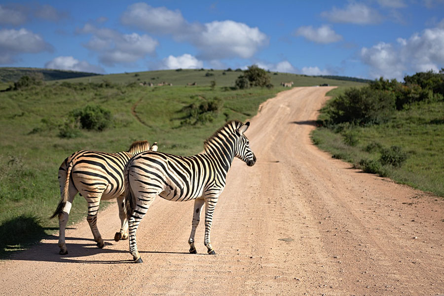 Zebra's Zuid-Afrika