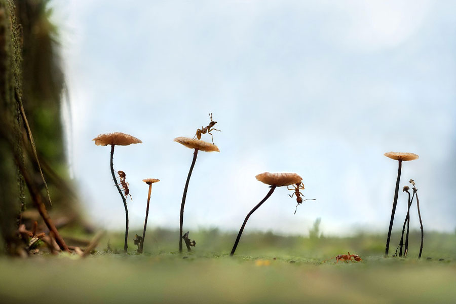 Formiche insetti in natura