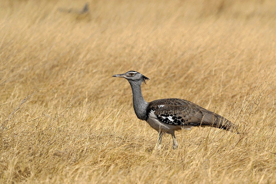 Trappe Vogel Botswana