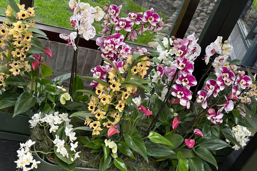Różne storczyki o kwiatach dendrobium