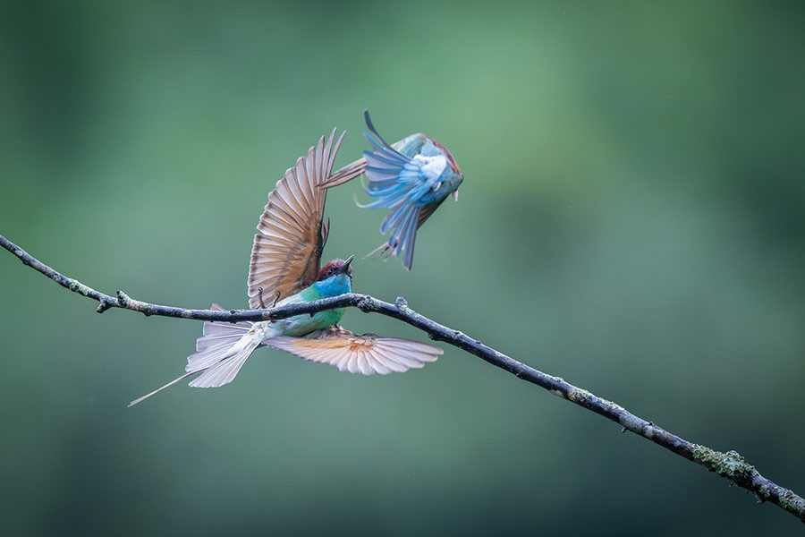 Pájaro abejaruco de garganta azul