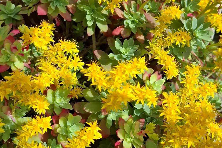 Gatunek rozchodnika Sedum palmeri