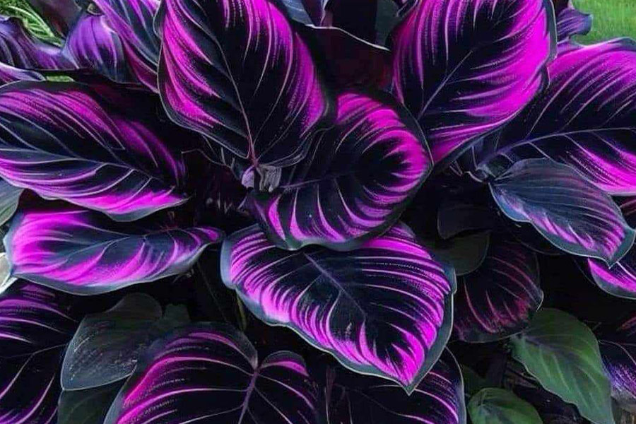 Pianta di Calathea couture