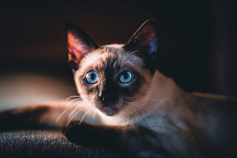 Siamese kattenrassen uit Azië