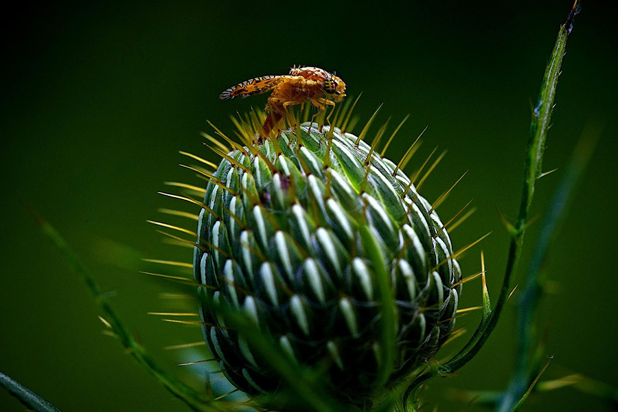 Cardo della mosca della frutta