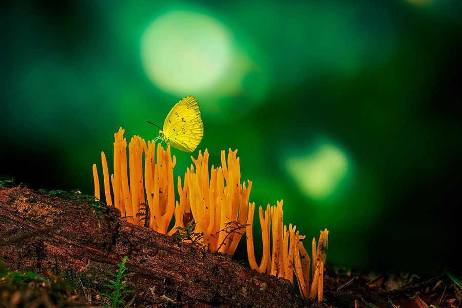 Funghi della foresta calocera farfalla gialla