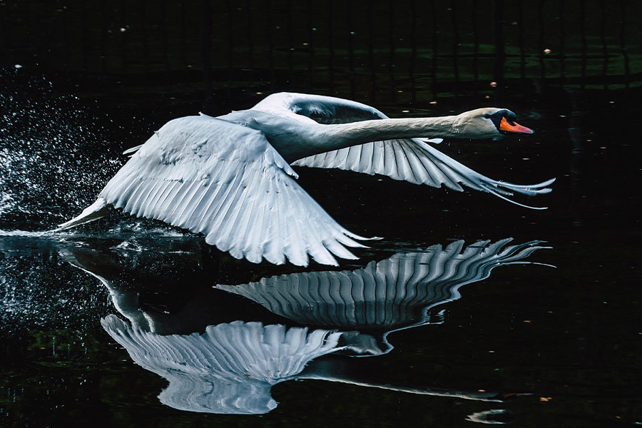 Uccello cigno in volo con riflesso