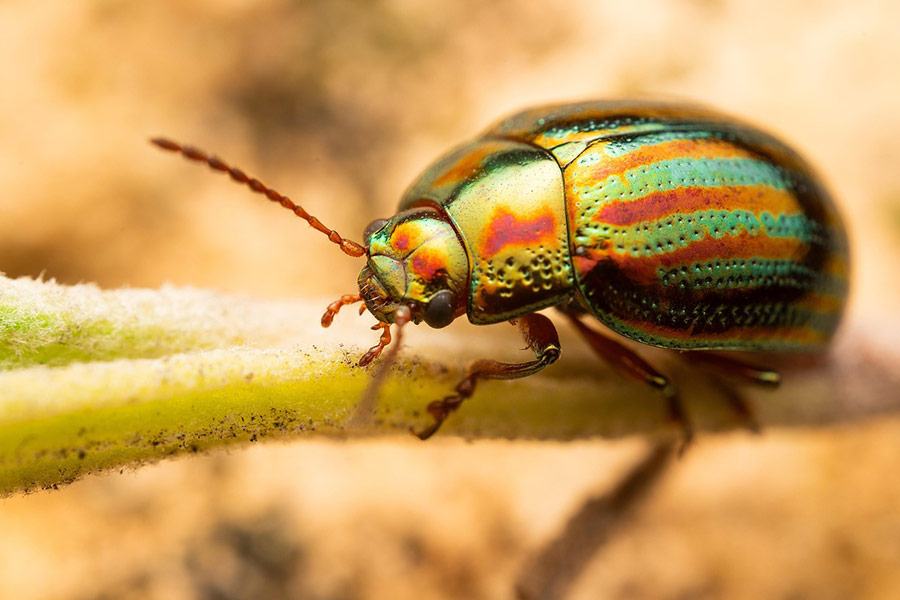 Chrysolina americana, coleottero del rosmarino