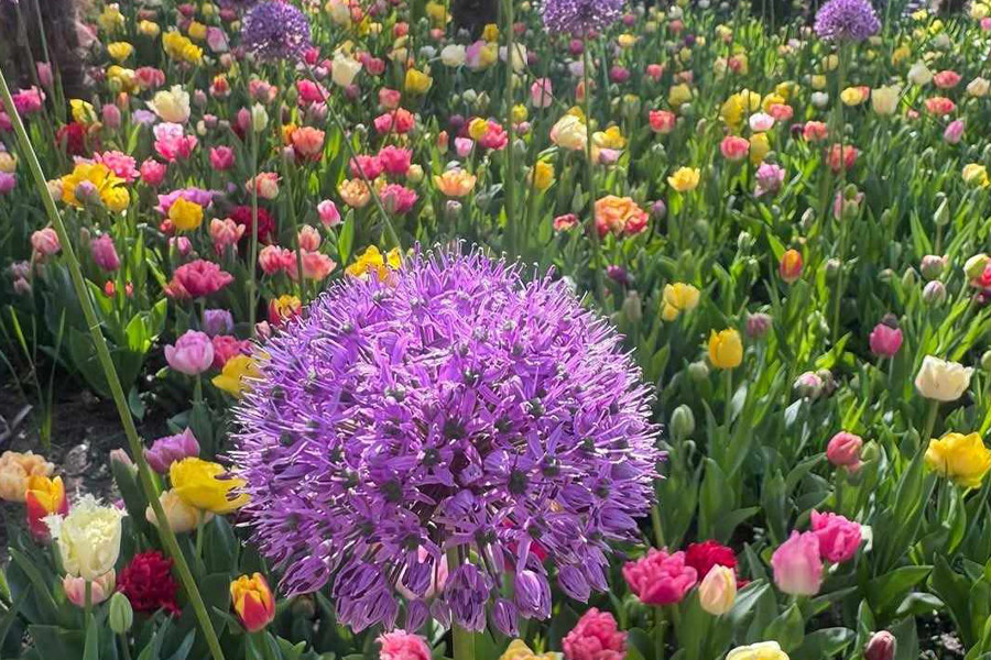 Allium giganteum otoczone tulipanami