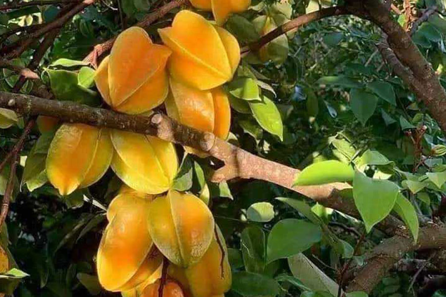 Frutti maturi di carambole, frutti stellati