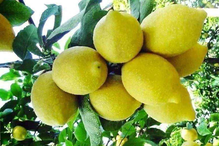 Cedro ibrido al limone