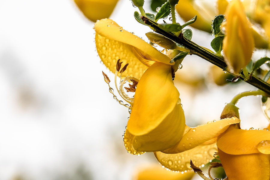 Escobas genista flores amarillas