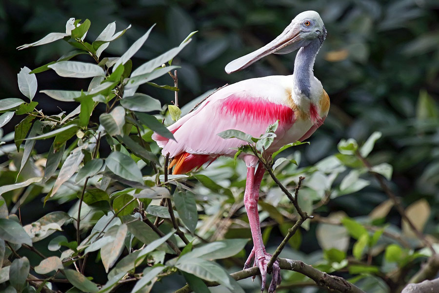 Spatola rosata
