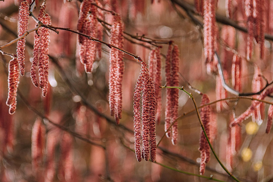 Frühling Natur Baum