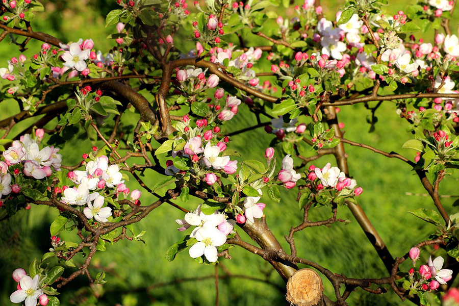 Blühende Bäume Apfel Frühling
