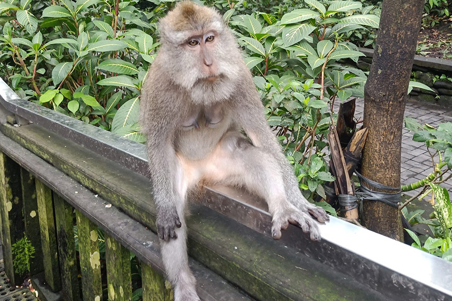 Un singe solitaire