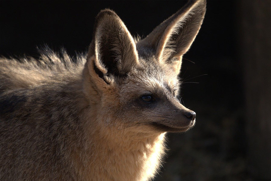 Renard à oreilles de chauve-souris