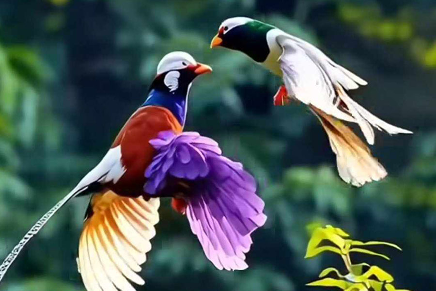 Uccelli del paradiso