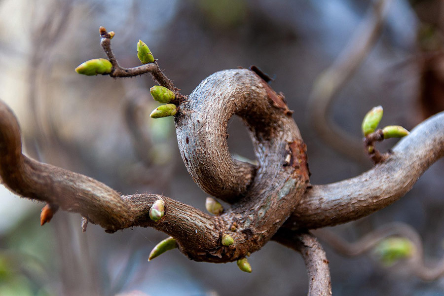 Ramo di albero contorto