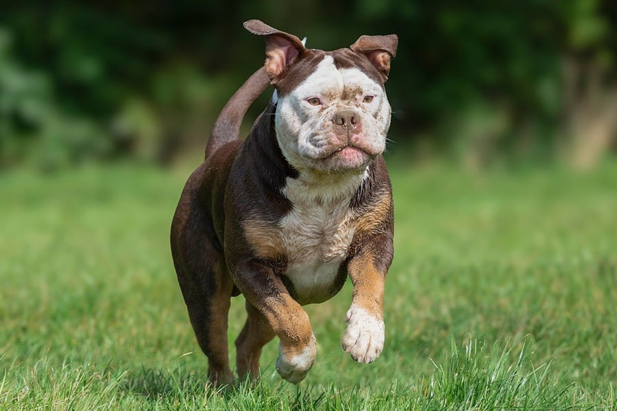 Buldog