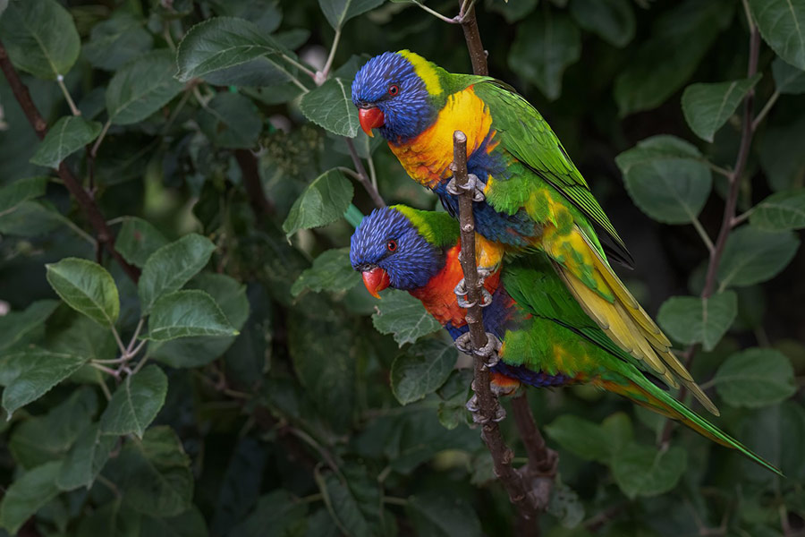 Dos loros loros arcoíris