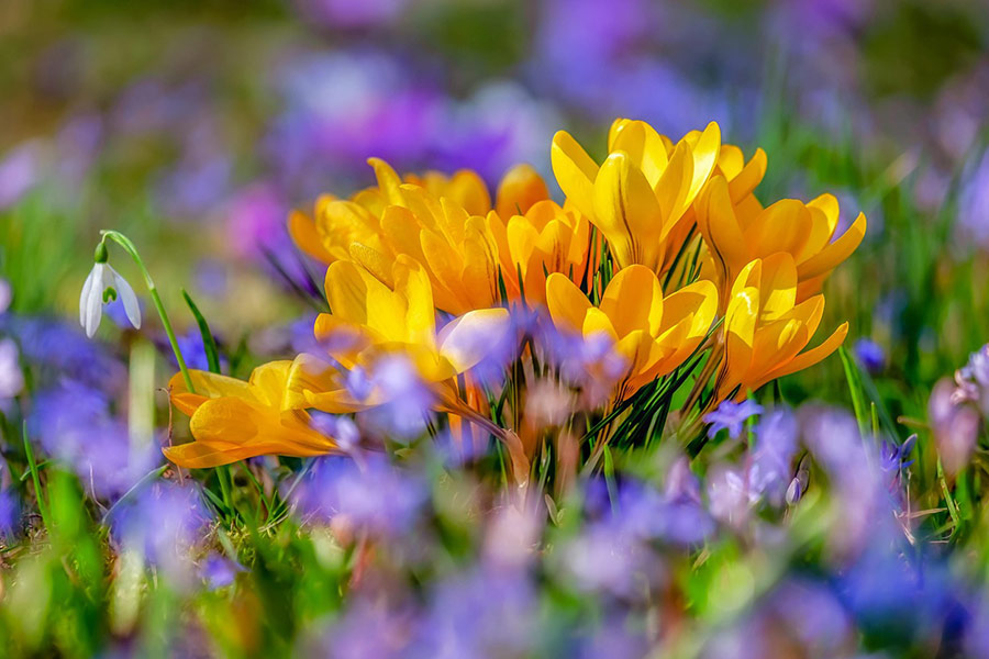 Gelbe Krokusblüte Frühling