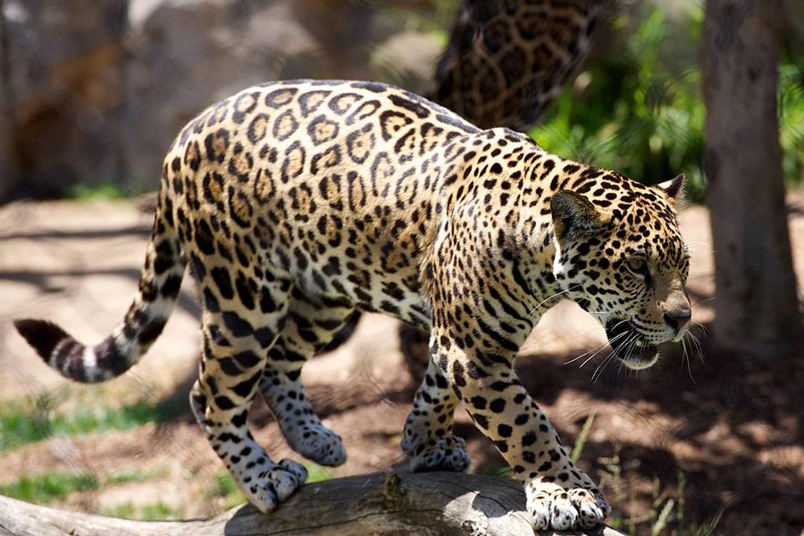 Léopard, gros chat animal