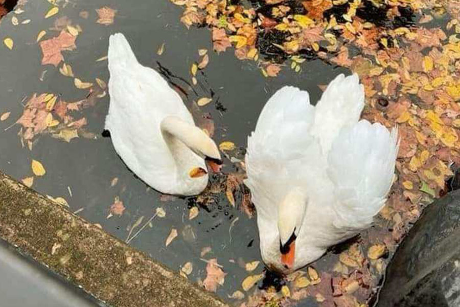 Una specie di cigno chiamata cigno reale