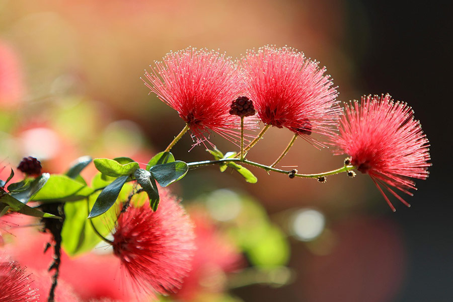 Flaschenbürsten Blumen