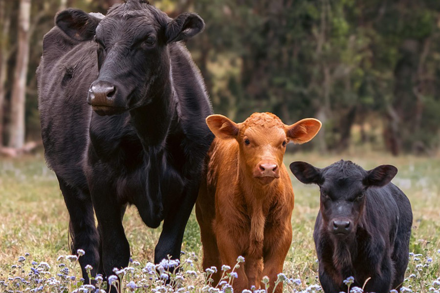 Vaches avec un fond de fleurs